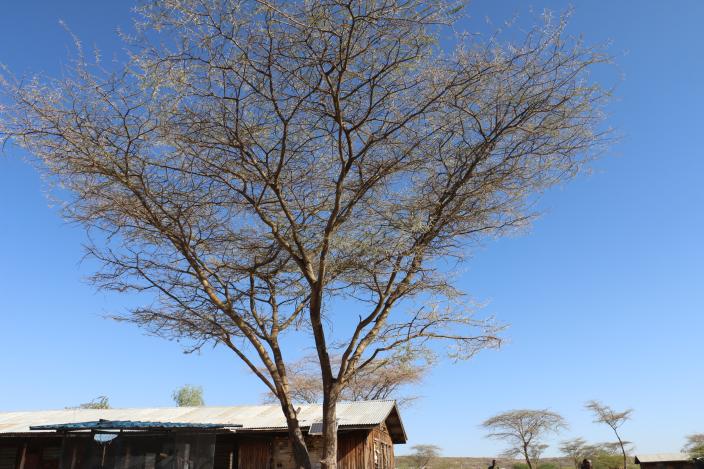 Lokwamusing, a village in Turkana county of Kenya. Photo Credit/Blandina Bobson