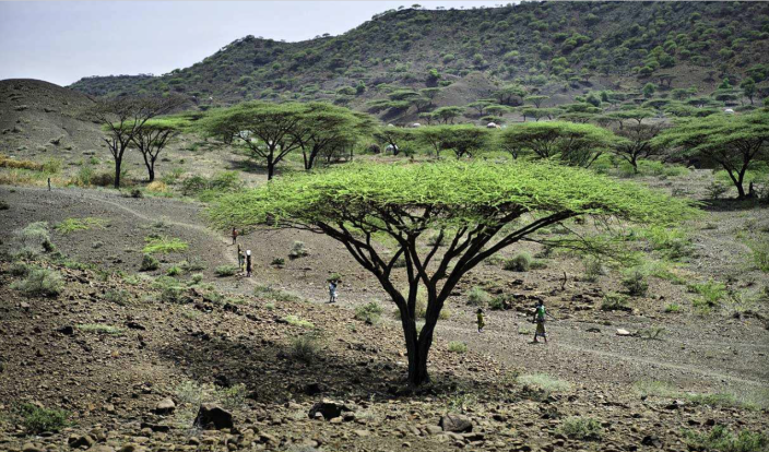 Residents walk under trees in Turkana, a remote region in western Kenya undergoing major oil exploration and extraction (Kieran Doherty / Oxfam Great Britain).