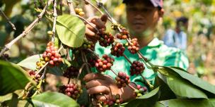POWER MAPPING IN THE COFFEE AND TEA SECTORS POWER MAPPING IN THE COFFEE AND TEA SECTORS