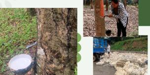 Sustainable Rubber Management in Laos Sustainable Rubber Management in Laos