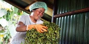 woman mix tea leaves