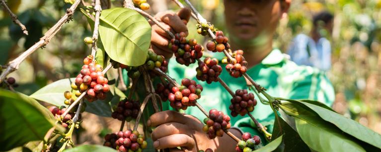 POWER MAPPING IN THE COFFEE AND TEA SECTORS 