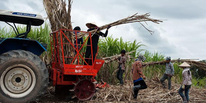 Marginalized workers in sugar farm 