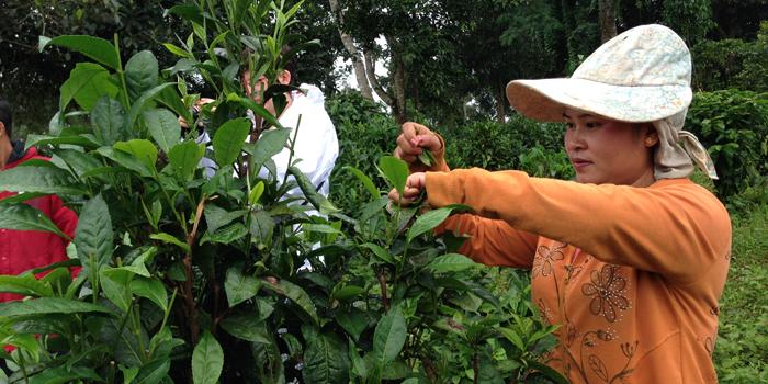 woman harvesting tea leafs