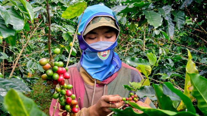 Coffee Plantation Worker 