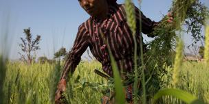 Tika Darlami, 45, weeds her wheat field and collects foliage for her livestock - Aubrey Wade/Oxfam