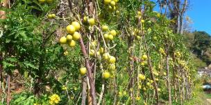 Tomato farming in Baitadi