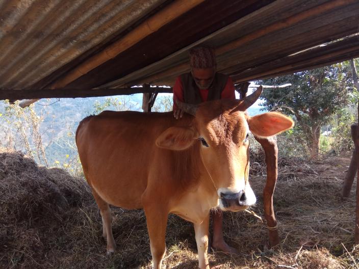 The cow is now pregnant The cow is now pregnant