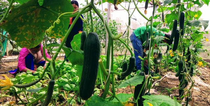 vegetables grown by farmers supported by oxfam vegetables grown by farmers supported by oxfam