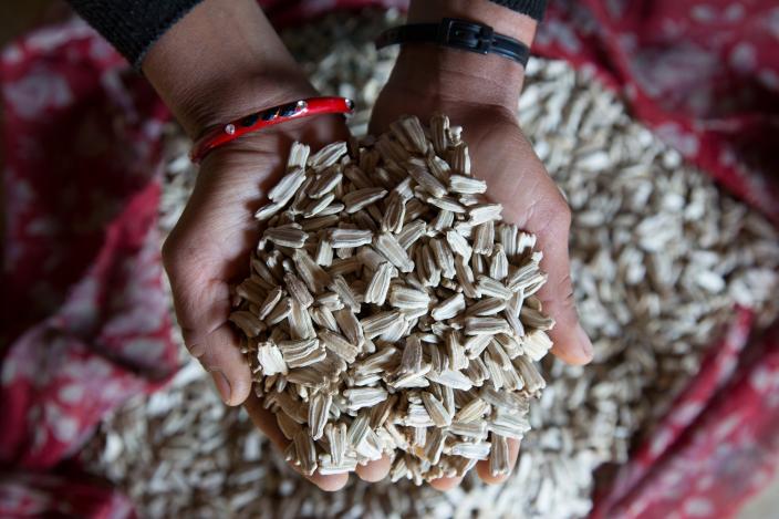 Kalpana Oli shows her vegetable seeds produced for Pavitra Cooperative - Credit Aubrey Wade/Oxfam