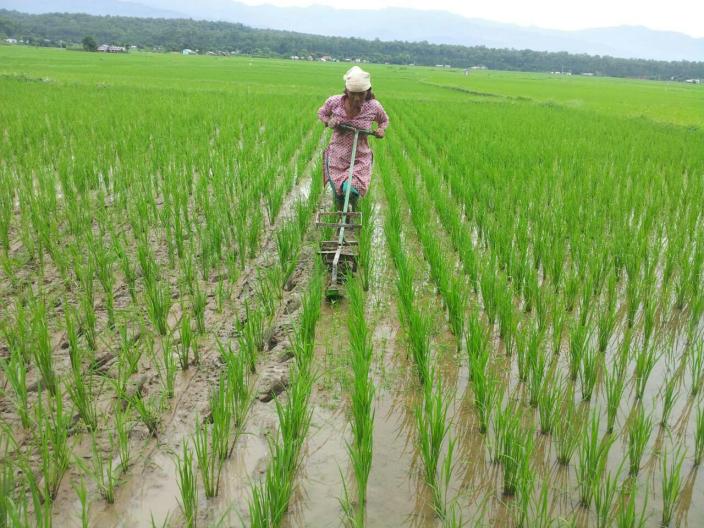 A woman removing weeds using a weeder