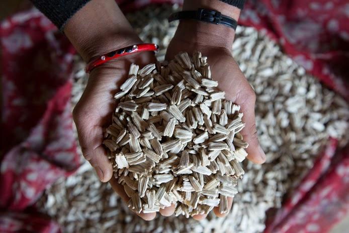 Kalpana Oli shows the seeds she produces for Pavitra Enterprise - Credit: Aubrey Wade