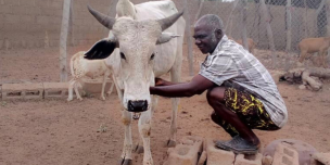 Melitus with his livestock Melitus with his livestock