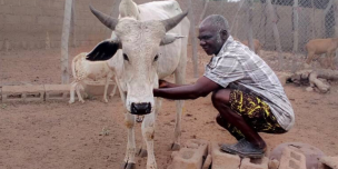 Melitus with his livestock