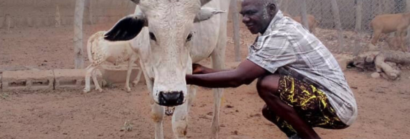 Melitus with his livestock