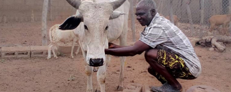 Melitus with his livestock