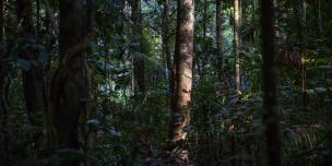Bosques de la Amazonía peruana