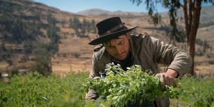 Agricultor de Santo Tomás, Chumbivilcas, Cusco. 
