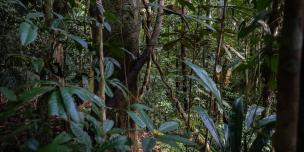 Bosques de la Amazonía peruana
