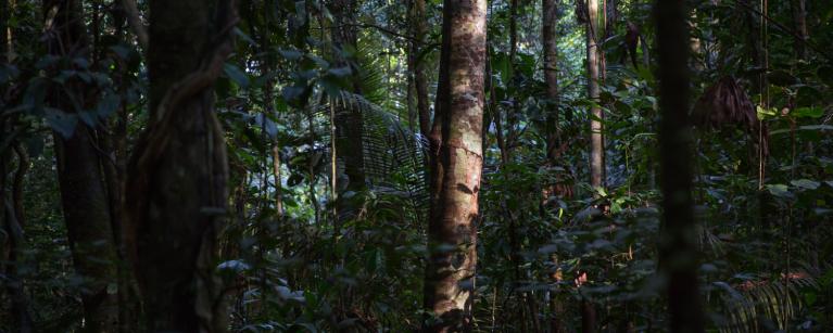 Bosques de la Amazonía peruana
