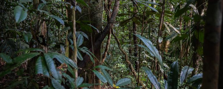 Bosques de la Amazonía peruana