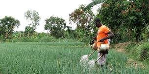St Kizito YARAFA arrose ses plantations d'oignons, à Bégoua. Il fait partie du groupement 'Be oko Touma Yere', bénéficiaire du projet Oxfam 3X6.© Aurélie Godet/Oxfam