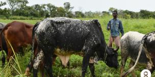 19 septembre 2019 – Nabal GUIPERA, 32 ans, a reçu une paire de bœufs pour récolter les champs de son groupement multiplicateur de semences au sud de Paoua, dans le nord-ouest de la RCA. © Aurélie Godet/Oxfam RCA