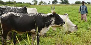 Nabal a reçu des bœufs pour récolter les champs de son groupement, au sud de Paoua, dans le nord-ouest de la RCA. © Aurélie Godet/Oxfam RCA