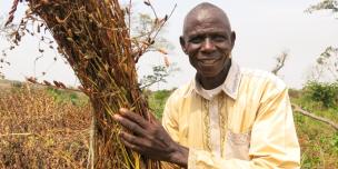 Philippe récolte du sésame dans le champ de son groupement agricole à Bria, dans le centre de la RCA. © Aurélie Godet/Oxfam RCA