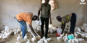Le président des 'Jeunes Bâtisseurs de la Paix', Jacob GBANGANDIGBO (à gauche), et deux membres nourrissent leurs poulets, à Bégoua. Ils ont bénéficié du projet Oxfam 3X6. © Aurélie Godet/Oxfam