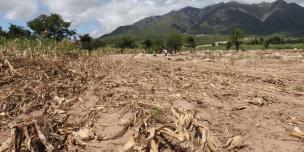 Damaged Maize field in Malawi Phalombe ditsrict following Cyclone Freddy induced floods .jpg