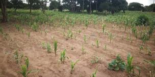 Failed maize crop in Lusaka, Zambia