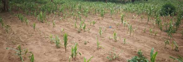 Failed maize crop in Lusaka, Zambia