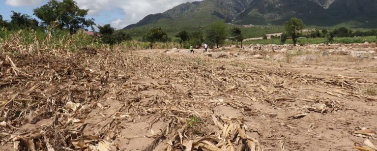 Damaged Maize field in Malawi Phalombe ditsrict following Cyclone Freddy induced floods .jpg