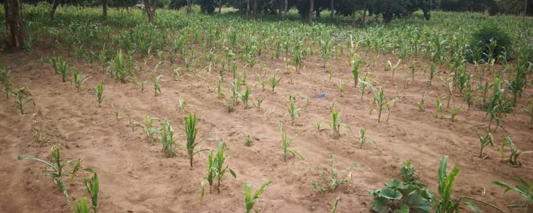 Failed maize crop in Lusaka, Zambia