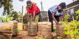 Urban Food Hives project
