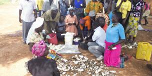 Oruukit Farmers’ Group members during a cassava variety yield tasting in Pader district. Photo credit:Oxfam