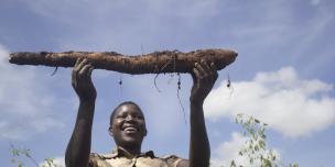 Atimango Sharon raises a cassava stem tuber harvested from the joint farmers group garden. Photo credit: Oxfam