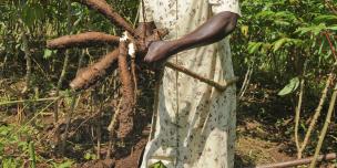 Zawadi Esther harvesting cassava on her farm in Tiapi village, Ayavu Parish. The mother of five children is a farmer. She used to sell her harvest but the returns were not high. After joining the NAFA farmers group supported by Oxfam, her income increased because all farmers would submit their grain to sell in bulk at a higher price. Photo by James Akena/Oxfam Zawadi Esther harvesting cassava on her farm in Tiapi village, Ayavu Parish. The mother of five children supports her family with farming.