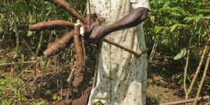 Zawadi Esther harvesting cassava on her farm in Tiapi village, Ayavu Parish. The mother of five children supports her family with farming.