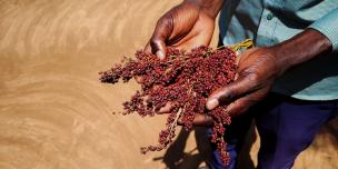 Farmer holding Edeidei variety (Oxfam in Uganda, 2026)