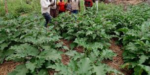Nyola Farmer Group, formed in 2024 in Terego District, Imvepi Refugee Settlement, Zone 2 is one of the 70 farmer groups that received the training under the project. Access to food