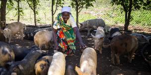 Joseph and Maria taking care of their pigs