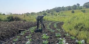 Geoffrey Kyombe in his cabbage garden in the recent field visit, June 2026 by AFCE and OXFAM