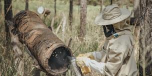 Oloya Francis a bee farmer with sight impairment harvests honey from his apiary 