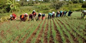 Members of Nyacana Sub Group weeding their Onion demo garden in Ndhew Microstation in West Nile