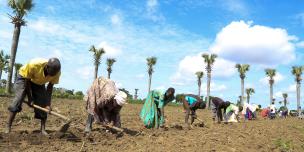 Photo of farmers who are part of the farmer field schools