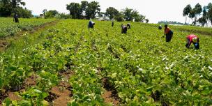 Cultivating Change in a Warming World