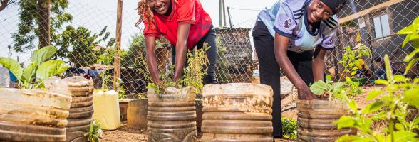 Urban Food Hives project