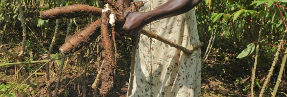 Zawadi Esther harvesting cassava on her farm in Tiapi village, Ayavu Parish. The mother of five children supports her family with farming.